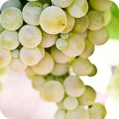 Fruit - Orchard Fruits - White Grape