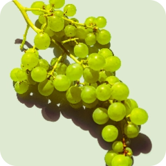 Fruit - Orchard Fruits - Grape