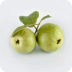 Fruit - Tropical Fruits - Guava