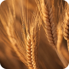 Savoury - Vegetables - Wheat