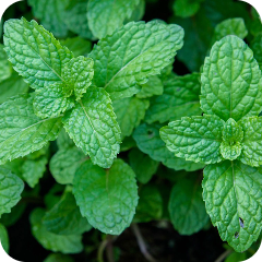 Floral & Spices - Herbs - Mint