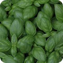 Floral & Spices - Herbs - Basil