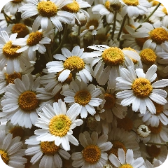 Floral & Spices - Herbs - Roman Chamomile