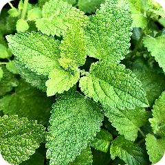 Floral & Spices - Herbs - Spearmint