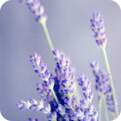 Floral & Spices - Floral - Lavender