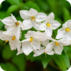  Warm - Tea & Coffee - Jasmine Tea